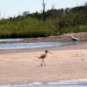 Marbled Godwit